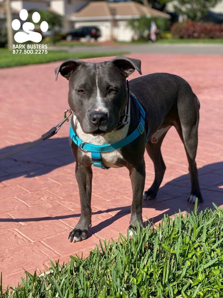 Stuart is a #pibble and in a new home since leaving his horrible first home where is was just chained up since he was a pup. Great progress in 1, 2-hour lesson learning boundaries and walking on a loose leash. #speakdogchangeyourlife #gateway #fortmyersk9 @fortmyersk9 fortmyersk9.com