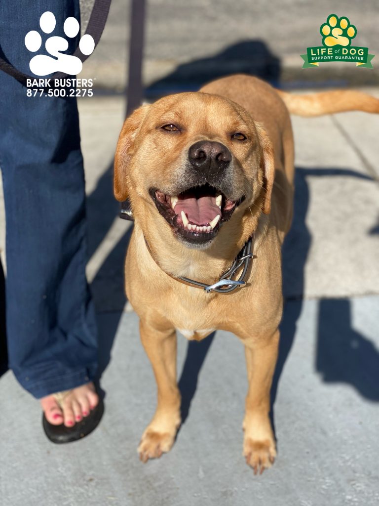 No one wants a Charlie in the box? Hell no! Charlie #labmix was amazing today! He learned all kind of manners today. Schedule your lesson today and see for yourself! No more misfit dogs! #speakdogchangeyourlife #deltura #fortmyers #fortmyersk9 @fortmyersk9 fortmyersk9.com