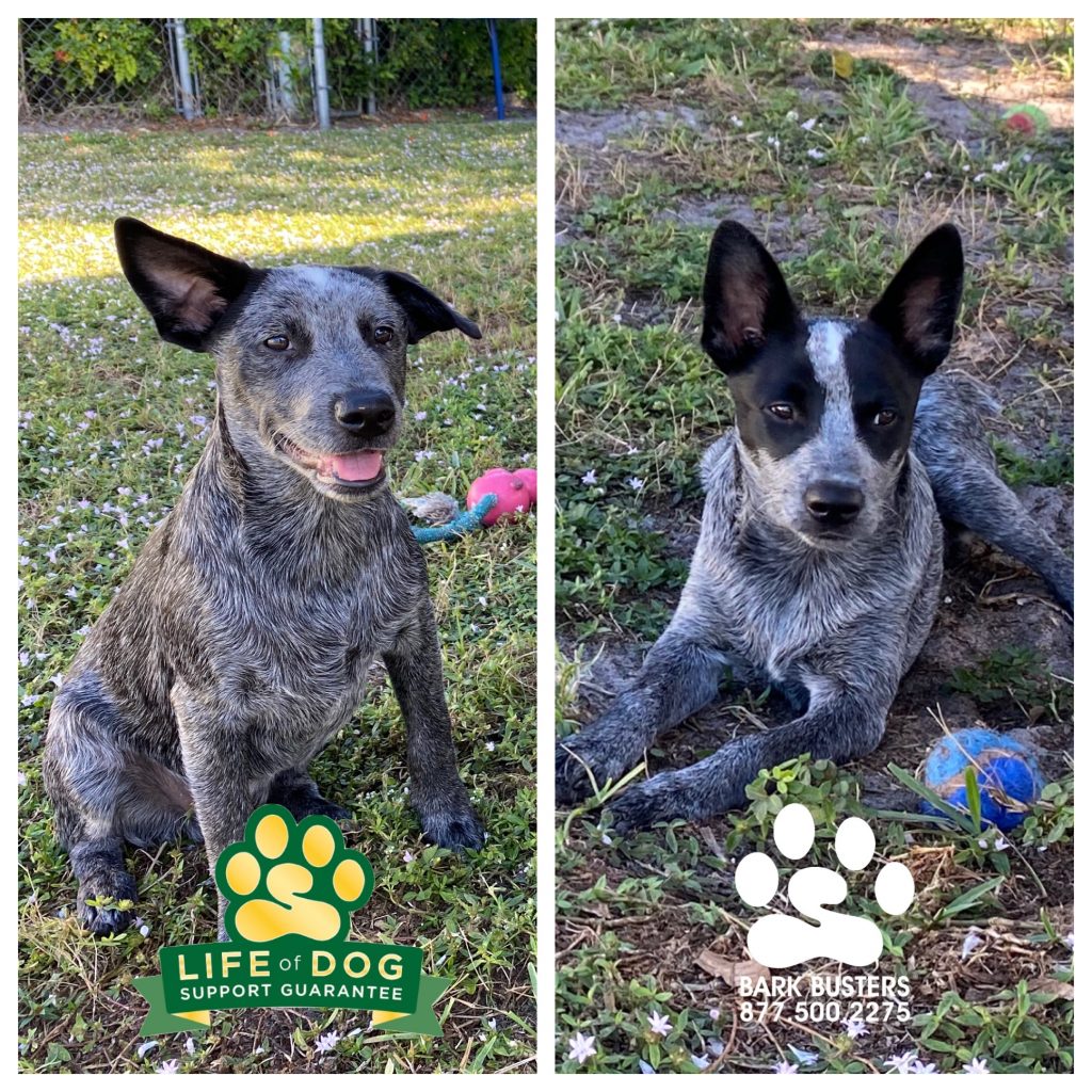 Benton and Dax are 4-month-old #velociraptors or #cattledog brothers. Now, they are calm and cooler than the other side of the pillow. #speakdogchangeyourlife #fortmyersk9 #capecoral @fortmyersk9 fortmyersk9.com