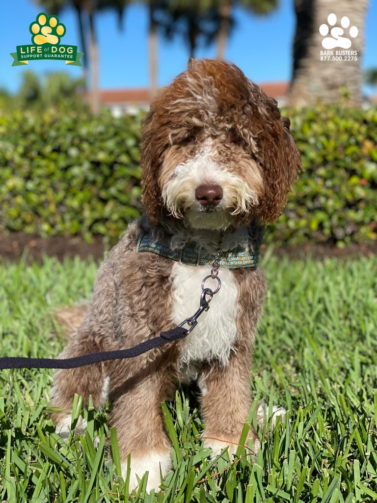 Piper a 6-month-old #sheepadoodle had a great lesson today learning to be calm inside the home and around her 3 sisters and to walk on a nice loose leash. #speakdogchangeyourlife #gulfharbor #fortmyers #fortmyersk9 @fortmyersk9 fortmyersk9.com
