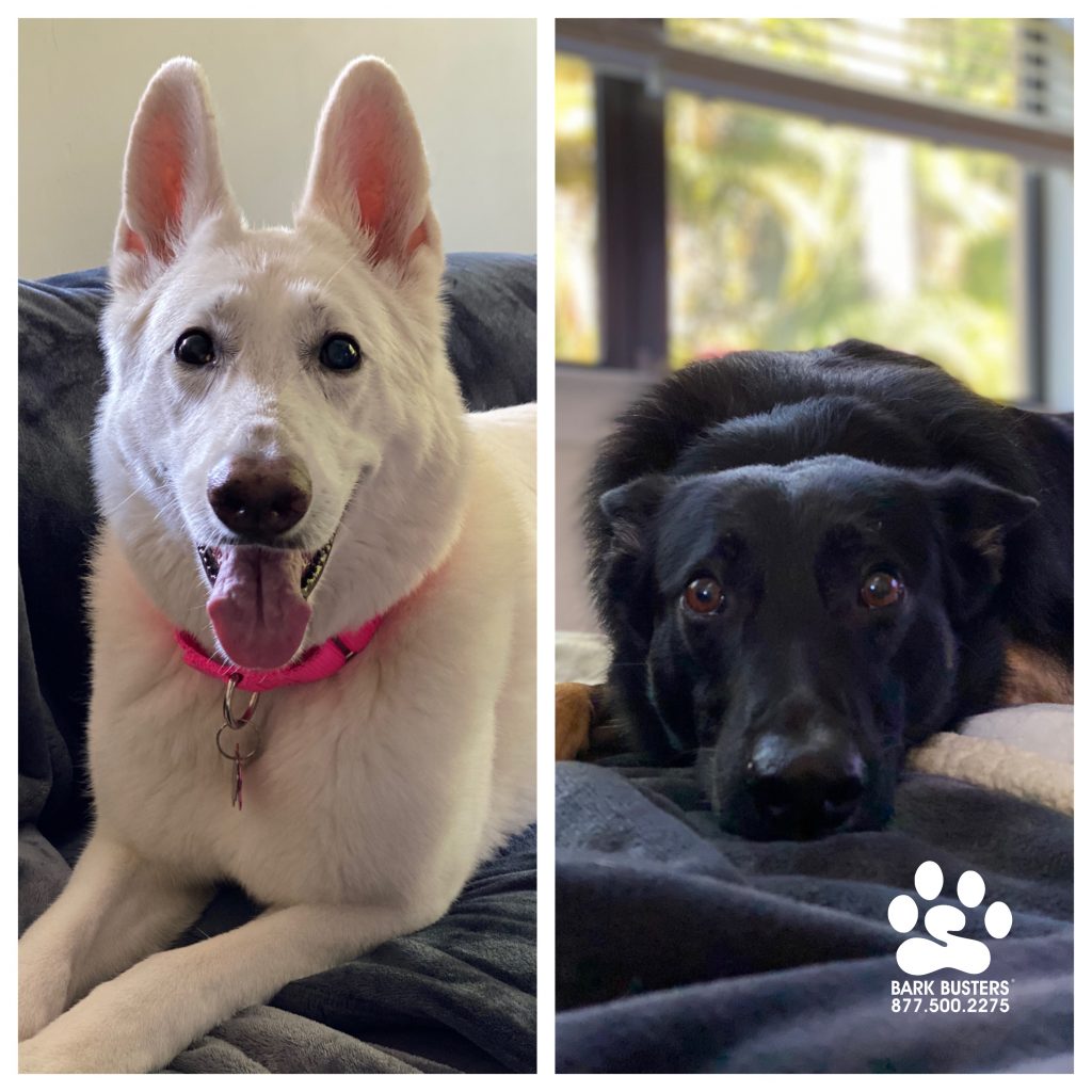 Amaya and Jack #gsd #germanshepherd had a great lesson learning to be calm and get along better! #speakdogchangeyourlife @animalrefugecenter #fortmyers #fortmyersk9 @fortmyersk9 fortmyersk9.com