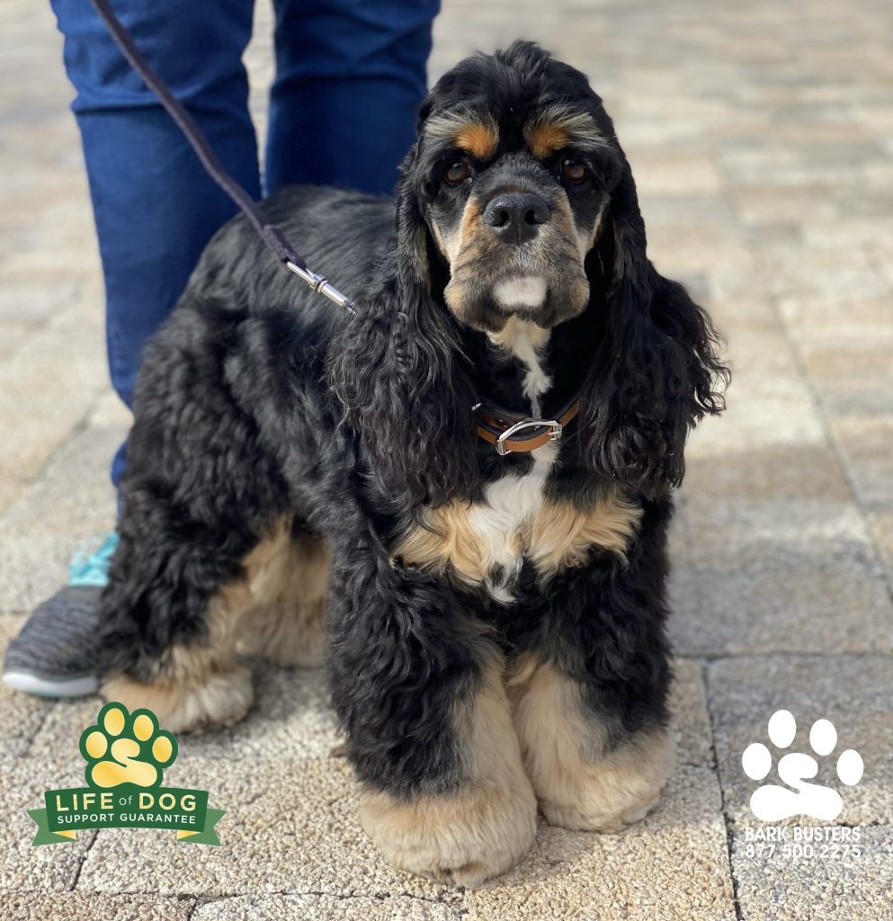 Molly the #cockerspaniel had an amazing lesson today learning to no bark at EVERYTHING or to lunge at bikes. #speakdogchangeyourlife #sanibelisland #sanibelisland #fortmyersk9 @fortmyersk9 fortmyersk9.com