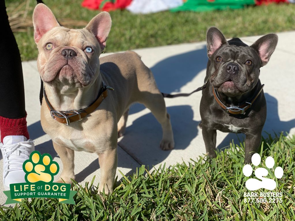 Brody and Luna #frenchiesofinstagram #frenchbulldog had a great lesson. No more barking and jumping at the front door or acting up when on leash and they see anything (people, dogs…). #portico #fortmyers #fortmyersk9 #speakdogchangeyourlife @fortmyersk9 fortmyersk9.com