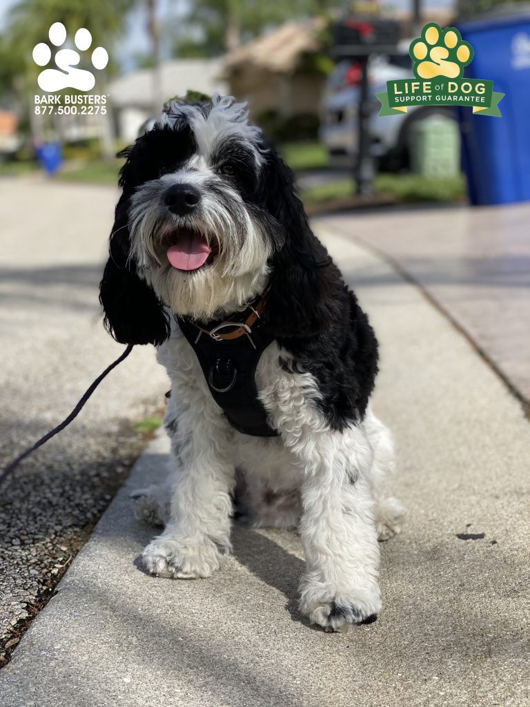 Max the #cavapoo #cavapoosofinstagram had a great lesson today. Mom was especially impressed when he threw out all of his bad behaviors in the bin! #speakdogchangeyourlife #gatewayfortmyers #fortmyers #fortmyersk9 @fortmyersk9 fortmyersk9.com