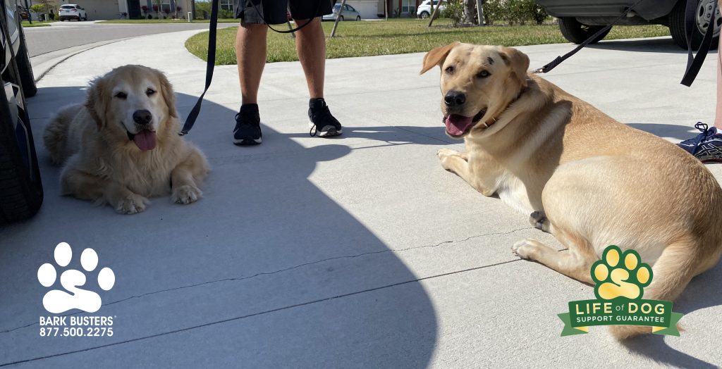 Odie #goldenretriever and Boomie a #labrador CRUSHED walking and front door manners! #speakdogchangeyourlife #lehighacres #fortmyers #fortmyersk9 @fortmyersk9 fortmyersk9.com