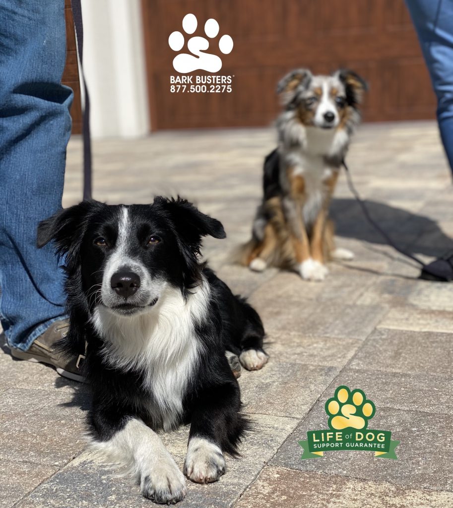 Chip and Dale #miniatureaustralianshepherd #miniaussie needed to learn to relax and enjoy FL by not going nuts over every sound or acting like a sailfish on the leash. #speakdogchangeyourlife #fortmyers #fortmyersk9 @fortmyersk9 fortmyersk9.com