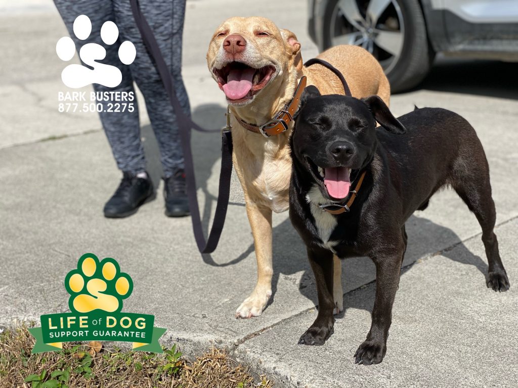 Georgia #labmix and Chase #pibblemix learned to not pull on leash or use the furniture as an #americanninjawarrior #anw obstacle course. #speakdogchangeyourlife #estero #bonitasprings #fortmyersk9 @fortmyersk9 fortmyersk9.com