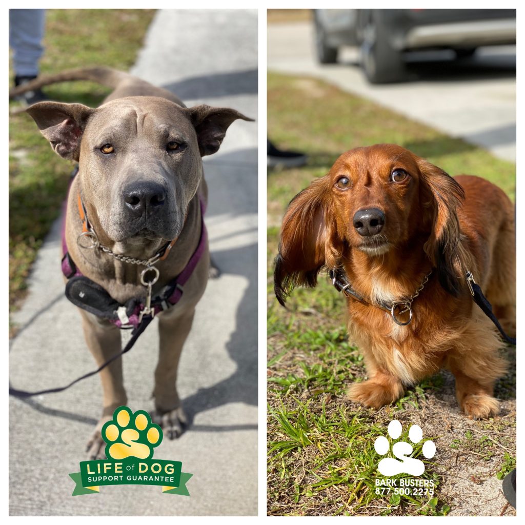 Fang #sharpeimix and Sam #longhaireddachshund #miniaturedachshund had a great time today learning to be calm. Their family was able to answer the doorbell without leashing them! They also learned to walk on a loose leash! #speakdogchangeyourlife #lehighacres #fortmyersk9 @fortmyersk9 fortmyersk9.com