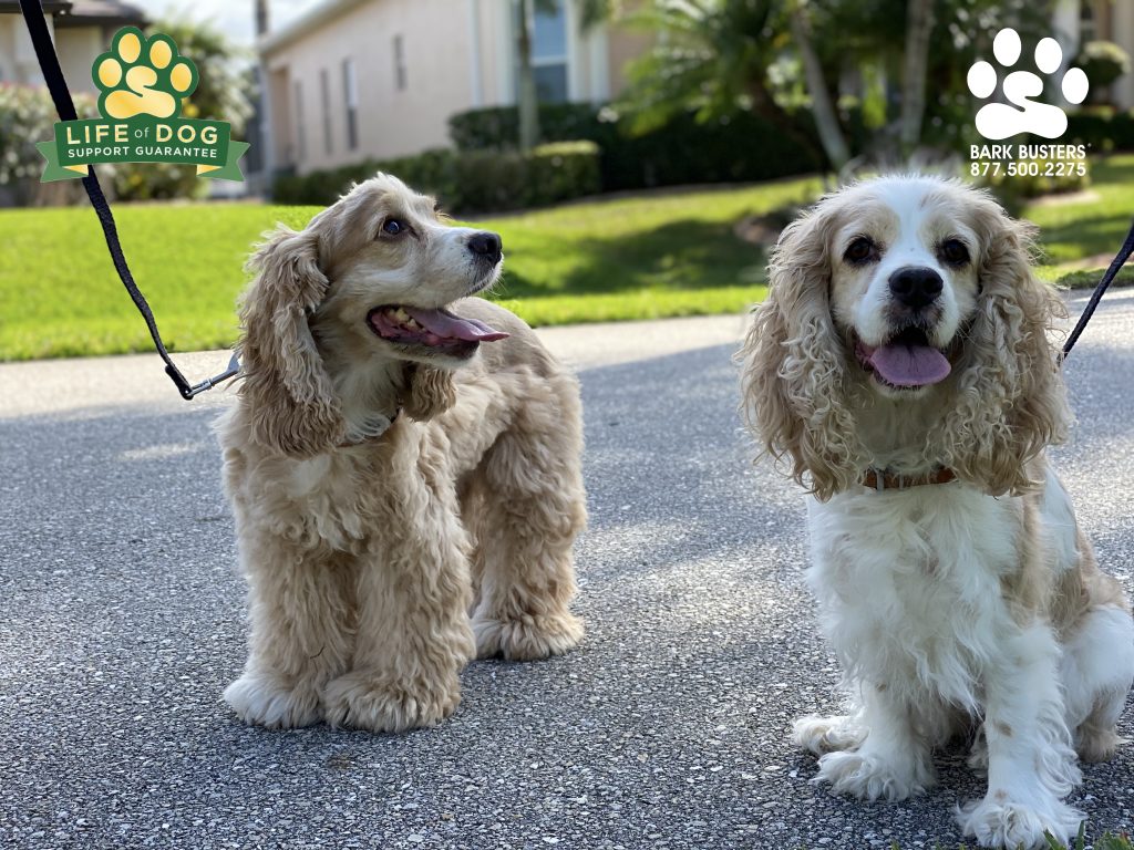 Cody and Lady #cockerspaniel killed it on #capecoral today! No more sailfish re-enactments when on the leash and nice and calm when the doorbell rings! #speakdogchangeyourlife #fortmyersk9 @fortmyersk9 fortmyersk9.com