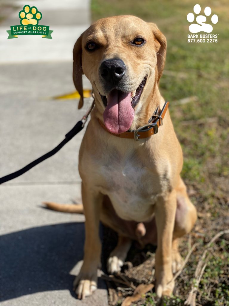 Franklin #labmix was great! No more jumping when greeting people or marlin fishing ? impressions on the leash. #speakdogchangeyourlife #fortmyersk9 @fortmyersk9 fortmyersk9.com