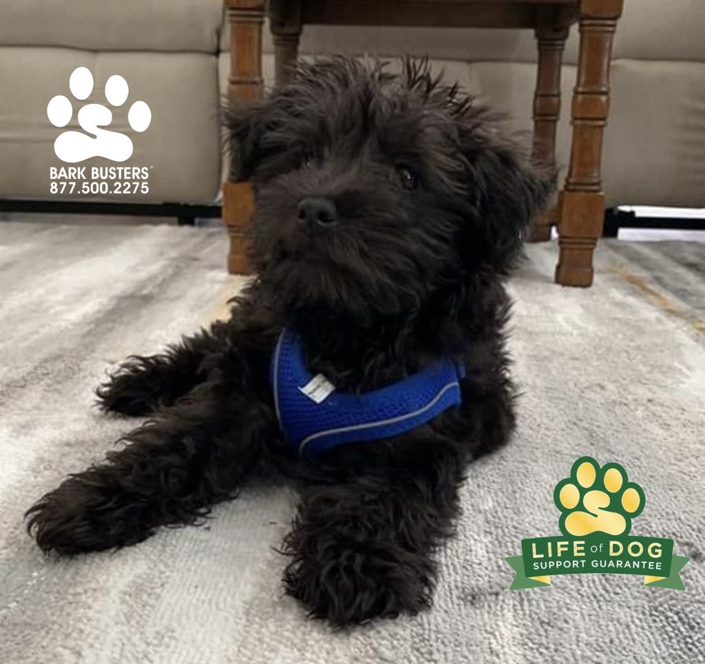 Hank #schnoodle #toyschnoodle #puppylesson #speakdogchangeyourlife #jamaicabay #fortmyersk9 #fortmyers @fortmyersk9 fortmyersk9.com