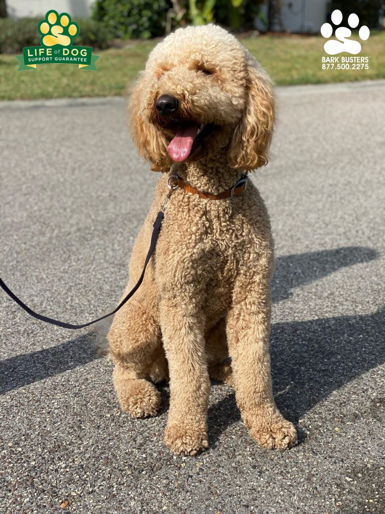 Archie the 85lb #groodle was too much on the leash to handle. Now, after one, 2-hour lesson he walks on a loose leash. #speakdogchangeyourlife #gateway #fortmyers #fortmyersk9 @fortmyersk9 fortmyersk9.com