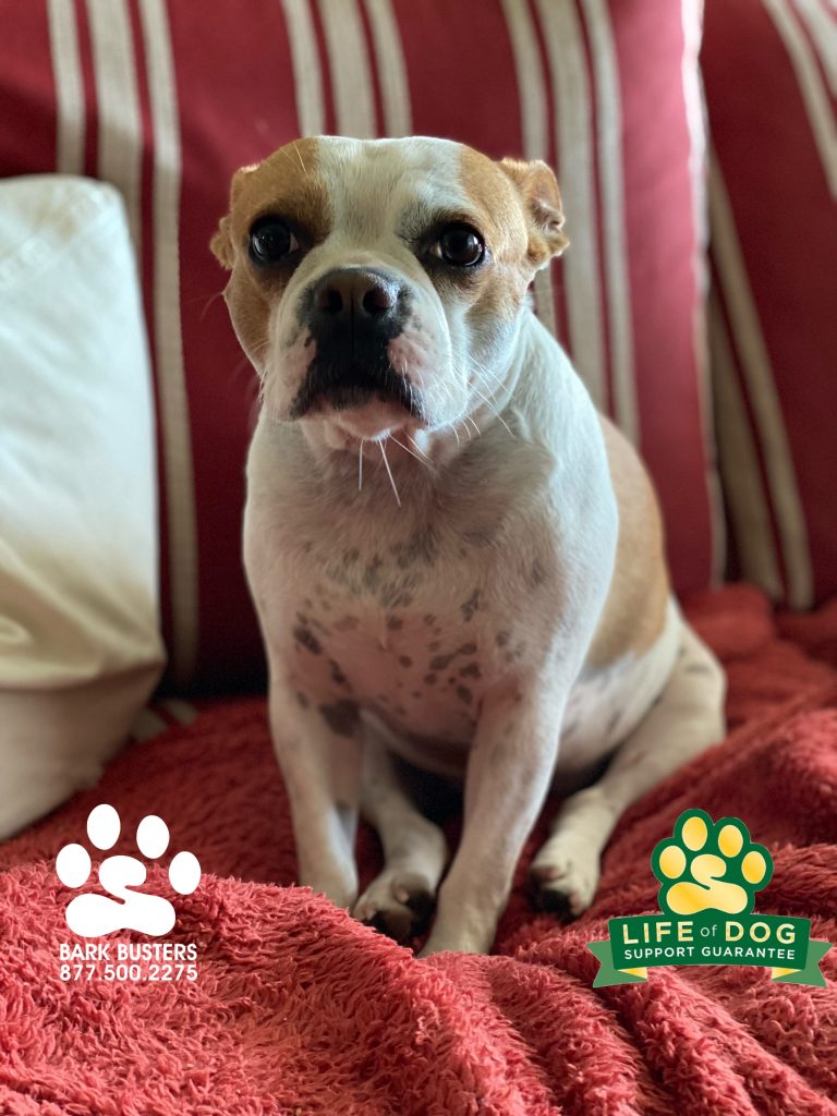 Stella #frenchton was retired from guard duty today. She can now enjoy #islandtime on #bonitabeach #fortmyersk9 #speakdogchangeyourlife @fortmyersk9 fortmyersk9.com