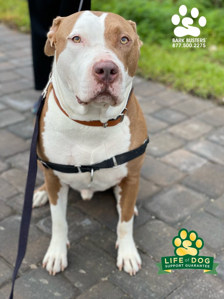 Bruno a #pibble recently adopt from @leeanimalservices is a giant marshmallow. Walking on a loose leash, ✅. Being more calm with his much older and smaller brother and sister, ✅. #speakdogchangeyourlife #fortmyers #fortmyersk9 @fortmyersk9 fortmyersk9.com