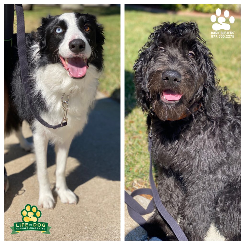Ollie #bordercollie and Luna #groodle #goldendoodle had a great lesson today. #speakdogchangeyourlife #principia #cypresslake #fortmyers #fortmyersk9 @fortmyersk9 fortmyersk9.com