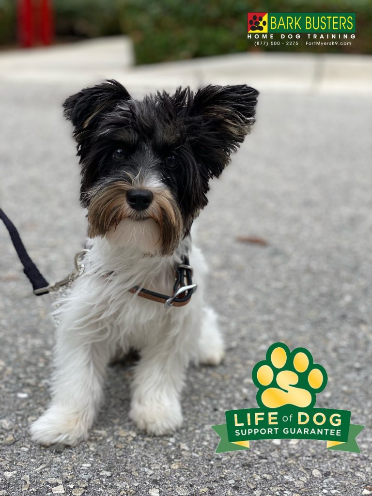 Finn #biewerterrier had a great lesson today. @shellpointretirementcommunity #speakdogchangeyourlife #fortmyers #fortmyersk9 @fortmyersk9 fortmyersk9.com
