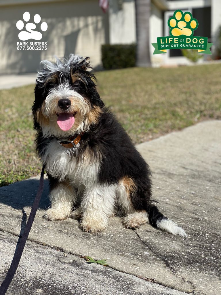 Theo #minibernedoodle #bernedoodle did as well as he is handsome. #parkerlakes #fortmyers #fortmyersk9 @fortmyersk9 fortmyersk9.com