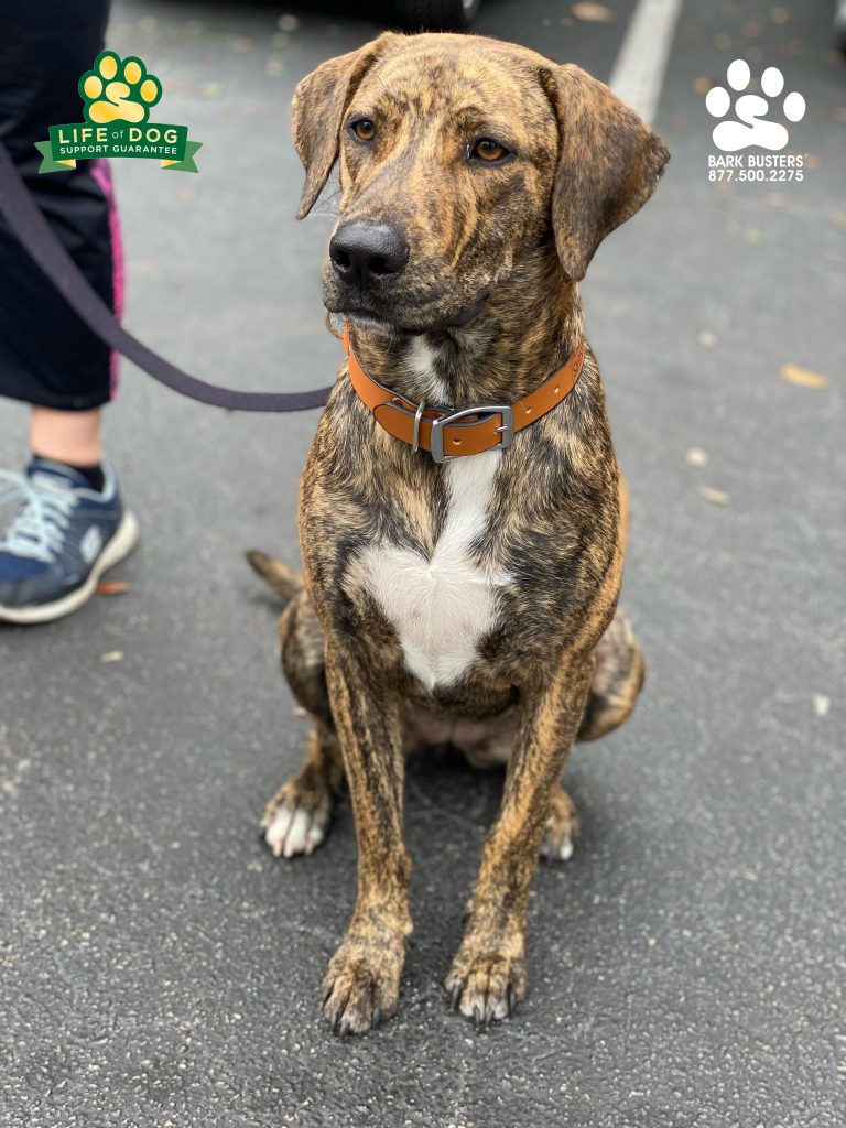 Bonza #catahoulamix #houndmix needed some leash manners, cat manners and calmness to overcome her #separationanxiety . ✅ ✅ and ✅ #speakdogchangeyourlife #ashlarapartments #fortmyers #fortmyersk9 @fortmyersk9 fortmyersk9.com