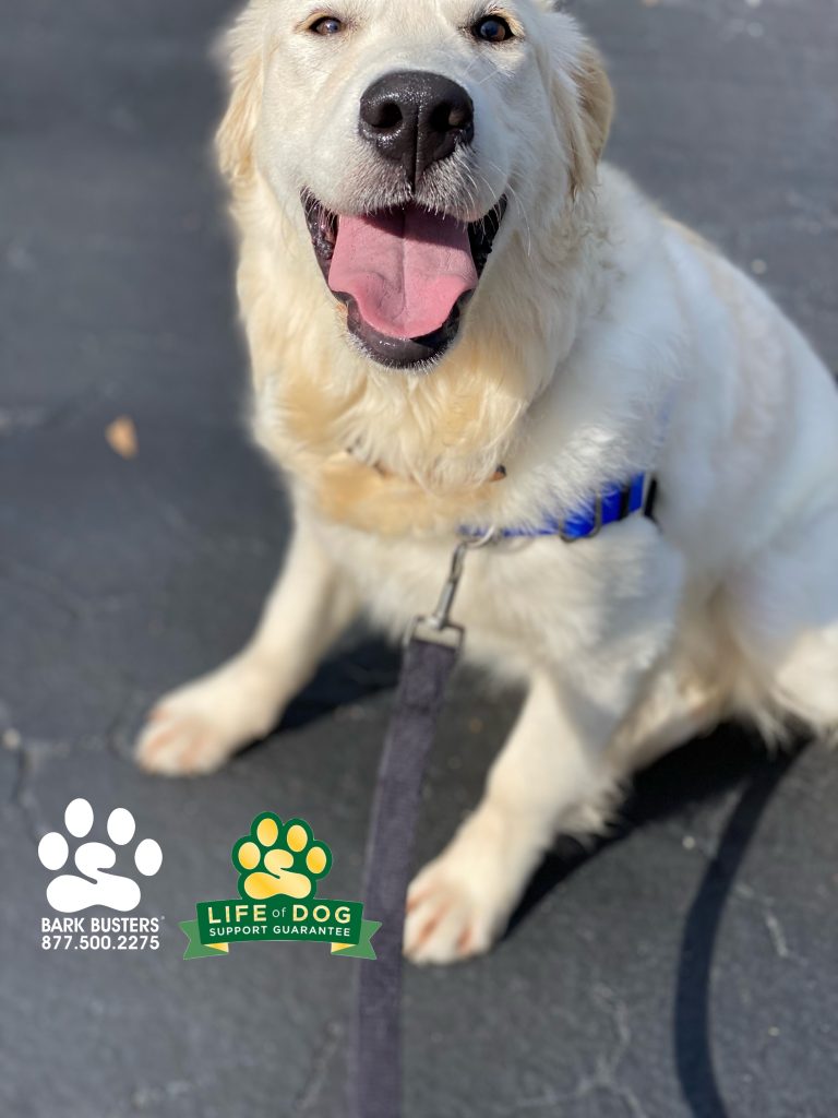 Annie Snow #goldenretriever blew the top off of awesomeness today! #speakdogchangeyourlife #fortmyers #fortmyersk9 @fortmyersk9 fortmyersk9.com