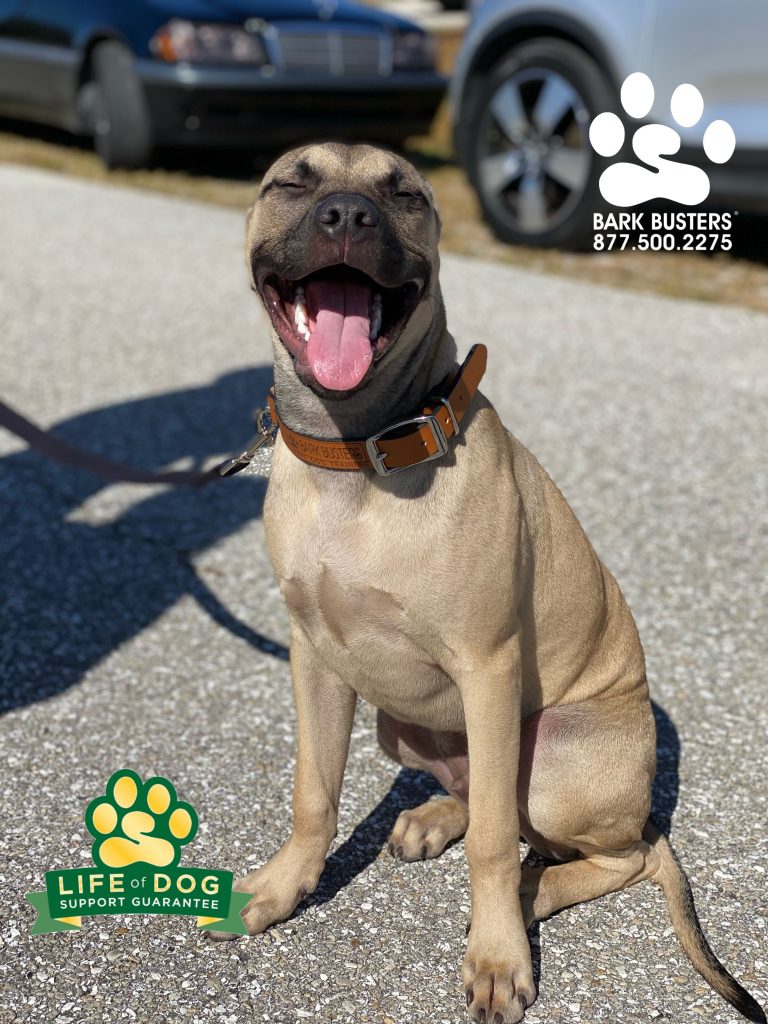 Kane #pibblemix #pibble #blackmouthcur was AMAZING! Inside and outside he picked up on what we were laying down so fast! No more chasing the 3 cats or lunging on the leash. #capecoral #speakdogchangeyourlife #fortmyersk9 @fortmyersk9 fortmyersk9.com