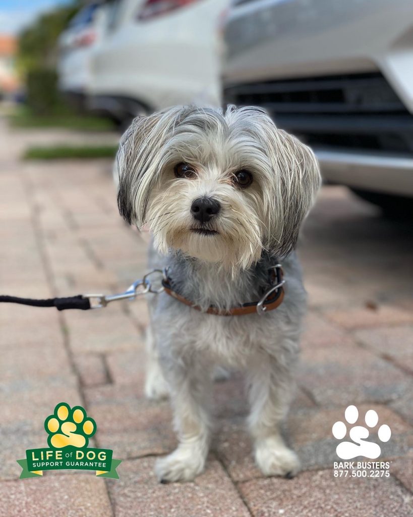 Thor #sparkles #godofthunder #pointbreak #strongestavenger #morkie #fortmyers #fortmyersk9 @fortmyersk9 fortmyersk9.com