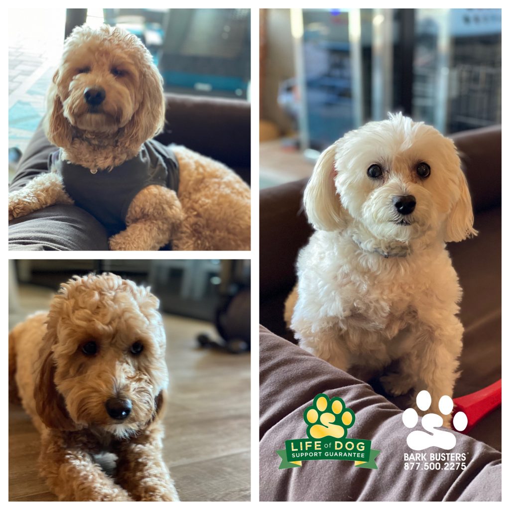Leo #groodle #minigoldendoodle and Teddy #groodle #minigoldendoodle and Romeo #maltese had a great lesson today learning to be calm inside the home and outside on the leash. Their mom can finally open the hurricane shutters and have them NOT BARK! #speakdogchangeyourlife #corkscrewshores #estero #fortmyers #fortmyersk9 @fortmyersk9 fortmyersk9.com