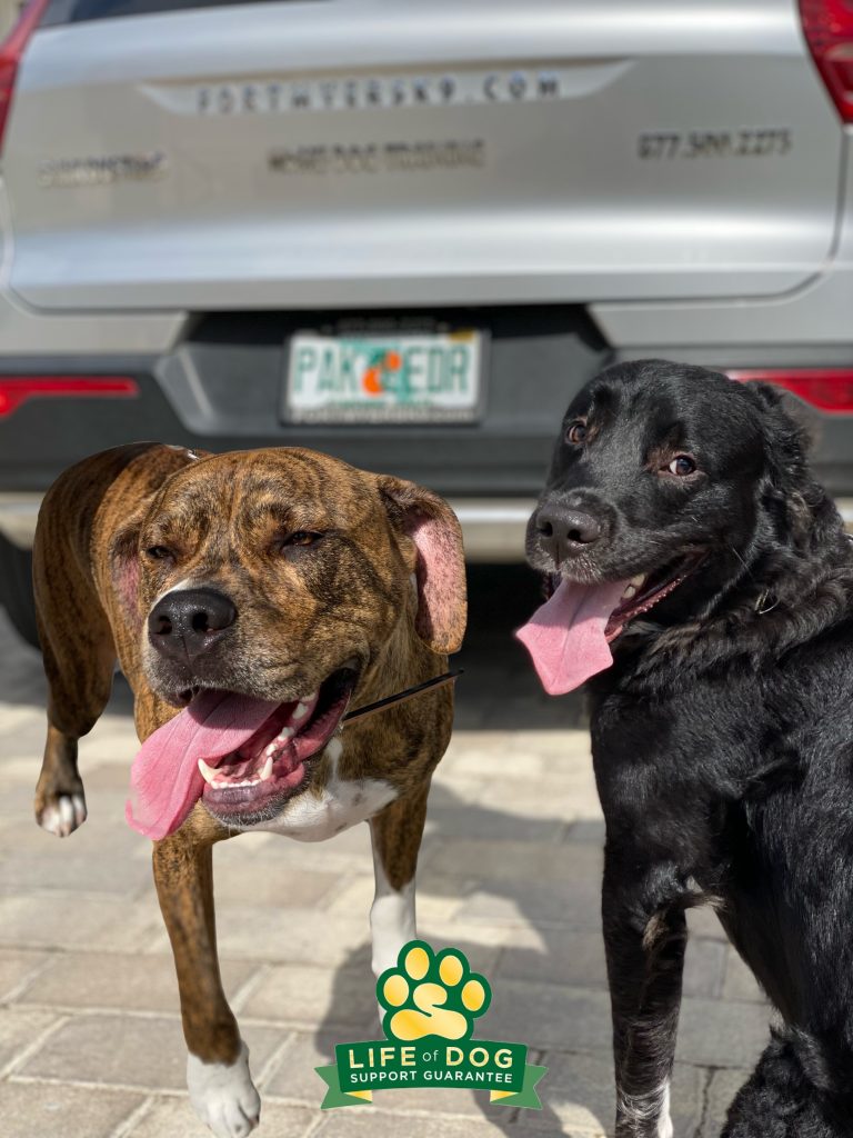 Ali #catahoulamix #pibblemix and Charlie #goldenmix #retrievermix (Norman not pictured) totally kicked ? today! No more hyper-jumping at the front door greeting guests or pulling on the leash. #speakdogchangeyourlife #bonitasprings #fortmyersk9 #fortmyersk9 @fortmyersk9 fortmyersk9.com