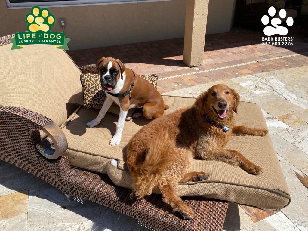 Lucia #boxer and Gracie #groodle had a great lesson today learning to come when called, greet visitors properly, and to enjoy the #floridalifestyle . @smallcakesfortmyers #speakdogchangeyourlife #alva #fortmyersk9 @fortmyersk9 fortmyersk9.com