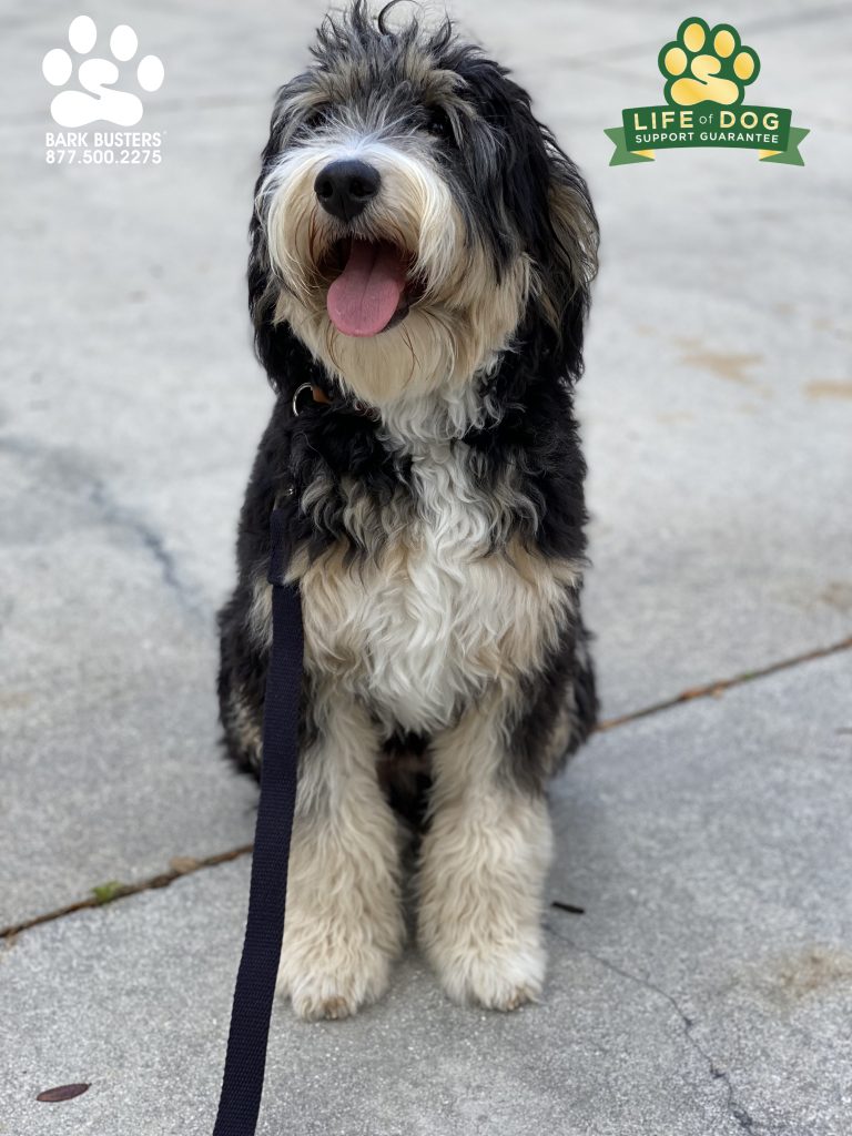 Gabby #bernedoodle is just 7-months-old and doing so very well. She already got her parents trained which is so very important! #speakdogchangeyourlife #pelicansound #estero #bonitasprings #fortmyers #fortmyersk9 @fortmyersk9 www.fortmyersk9.com