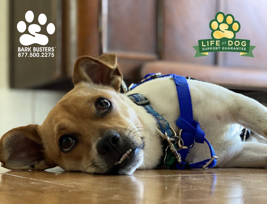 Howie #joserussellterrier #jackrussellmix #chihuahuamix retired from jumping, mouthing, pulling on the leash and lizard patrol duties today. Retiring can be very tiring. #speakdogchangeyourlife #sanibelisland #sanibel #fortmyers #fortmyersk9 @fortmyersk9 fortmyersk9.com