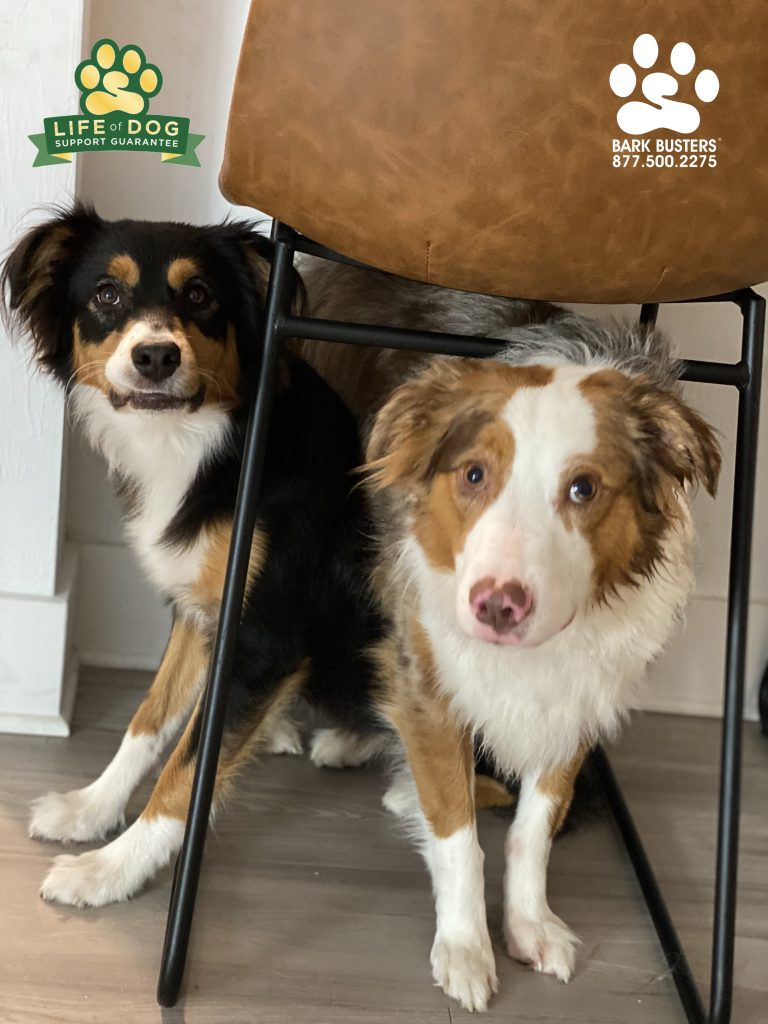 Kona and Rizzo #australianshepherd needed to calm down when guests would visit ✅ and when walking on leashes ✅. #speakdogchangeyourlife #fortmyersk9 #fortmyers #westendatcitywalk @fortmyersk9 fortmyersk9.com