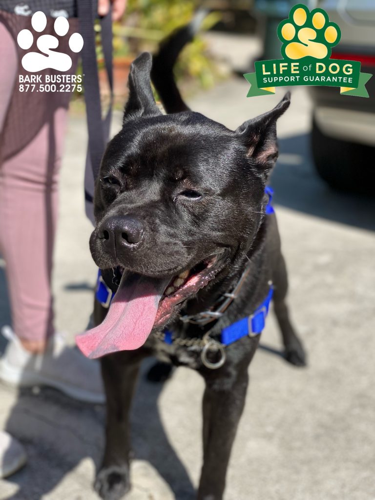 Pop #akitamix #pibblemix had a great lesson learning to walk calmly on a loose leash in part to the amazing communication harness the #waggwalker #speakdogchangeyourlife #fortmyers #fortmyersk9 @fortmyersk9 fortmyersk9.com