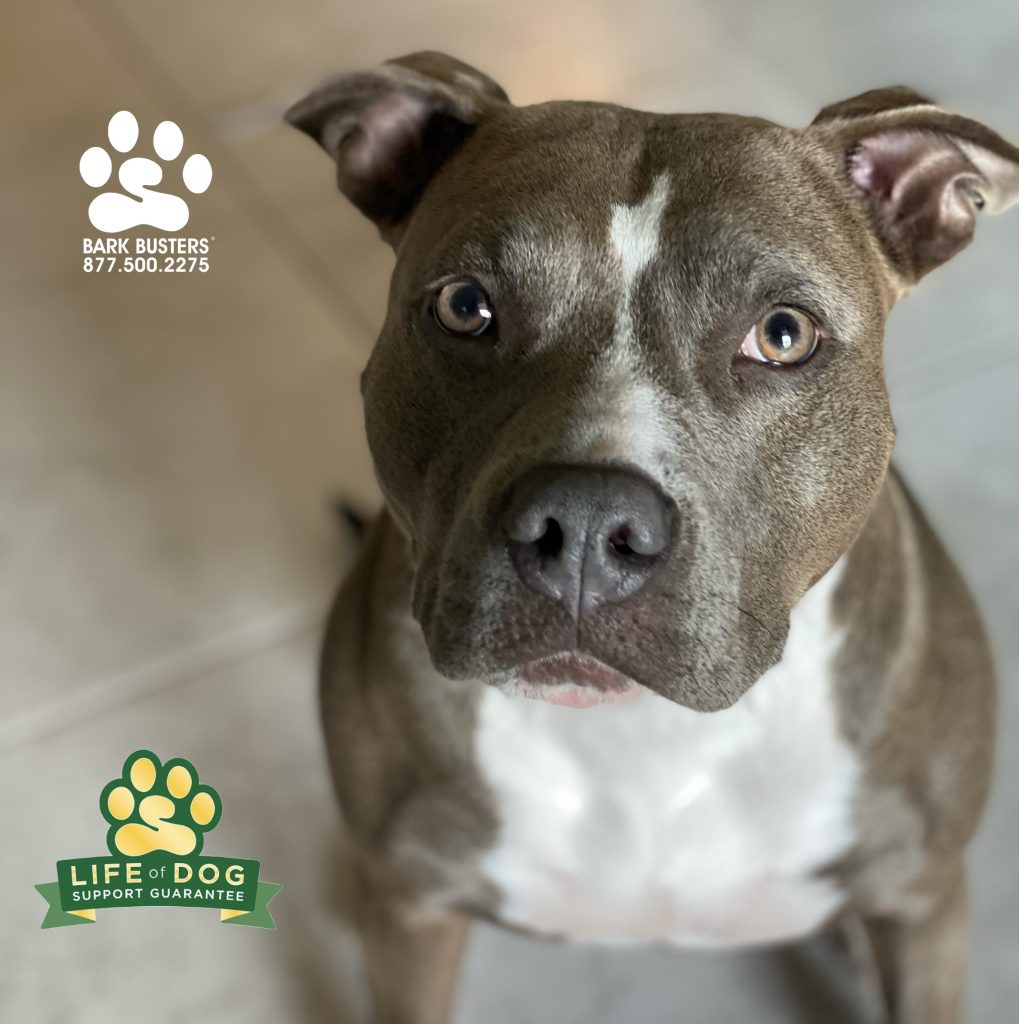 Sasha #pibble a rescue pup from #rescueanimalsinneed @rain_rescueanimalsinneed learned to be calm and chill on leash when seeing other dogs. #capecoral #fortmyers @fortmyersk9 fortmyersk9.com
