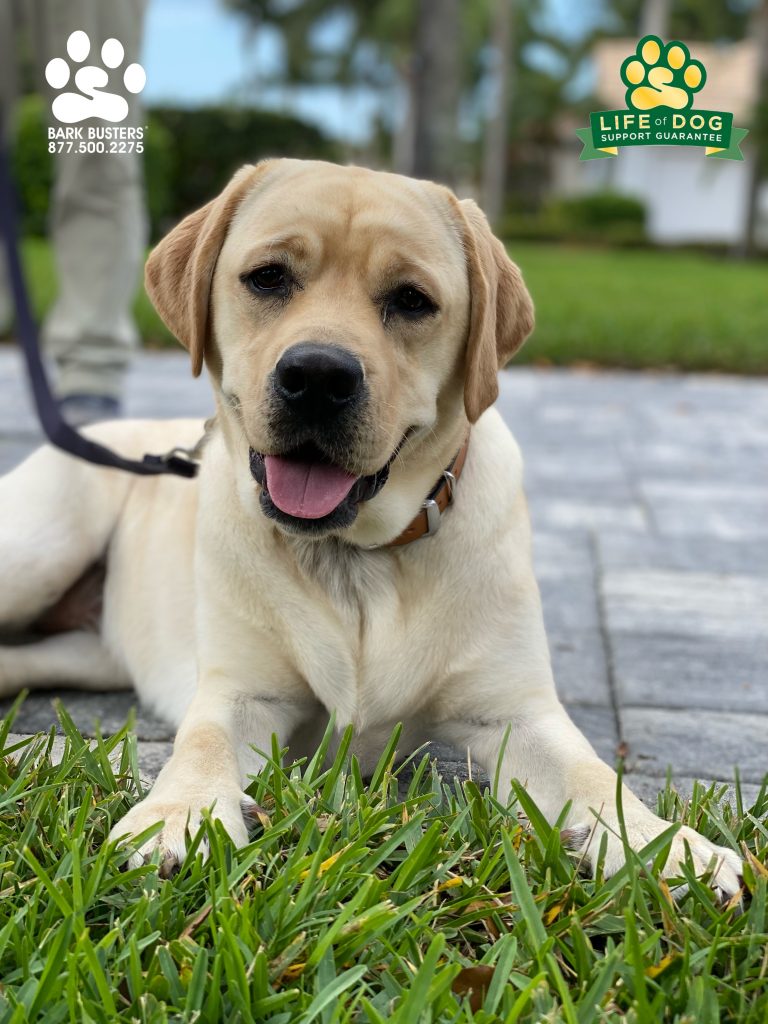 Bella #labrador had a great lesson today. While we were her second trainer we are sure to be out last trainer. #speakdogchangeyourlife #pelicanlanding #bonitasprings #fortmyers #fortmyersk9 @fortmyersk9 fortmyersk9.com