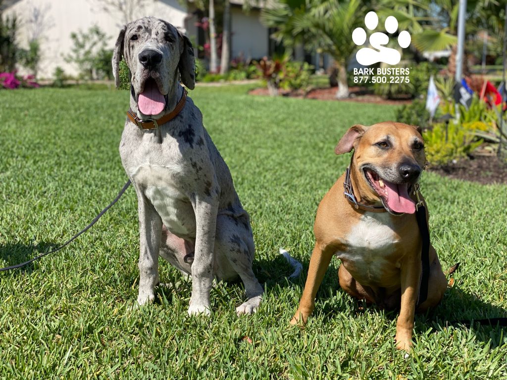 Gus #greatdane and Diesel #blackmouthcur are off and calmly walking after a great lesson! @chadthehandyman239 #fortmyers #fortmyersk9 #bonitasprings #capecoral #sanibel #captiva #estero #speakdogchangeyourlife @fortmyersk9 fortmyersk9.com