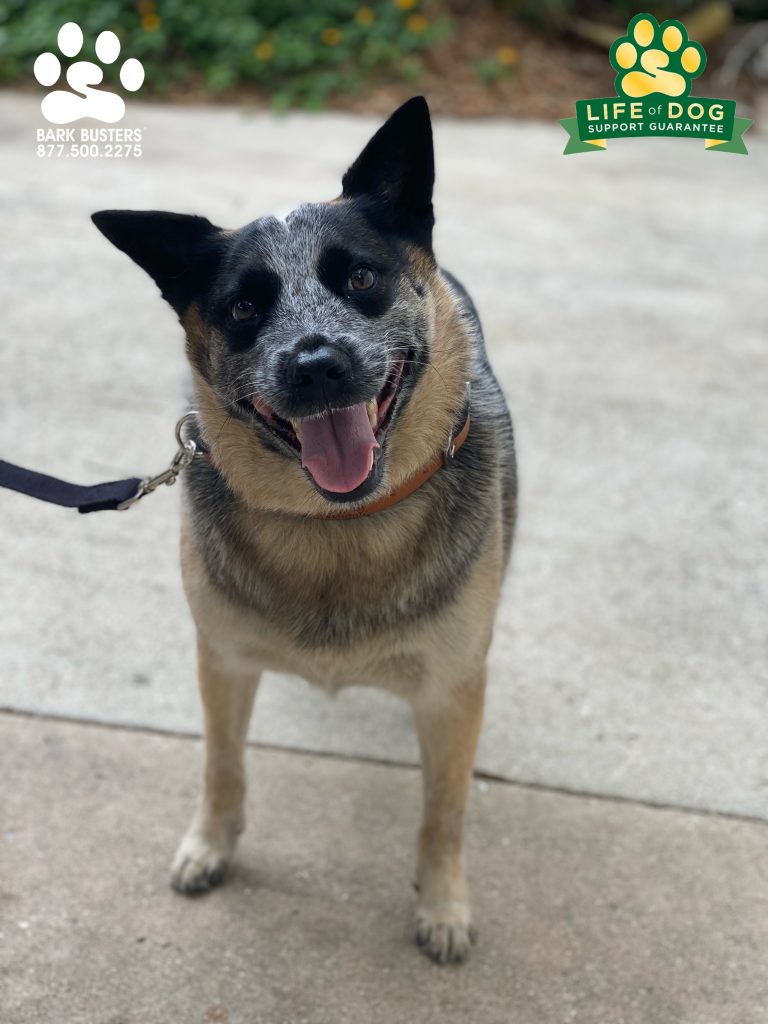 Smokey #blueheeler #cattledog crushed our lesson. Much more calm and relaxed. Taking a permanent “sickie!” #speakdogchangeyourlife #fortmyersk9 @fortmyersk9 fortmyersk9.com