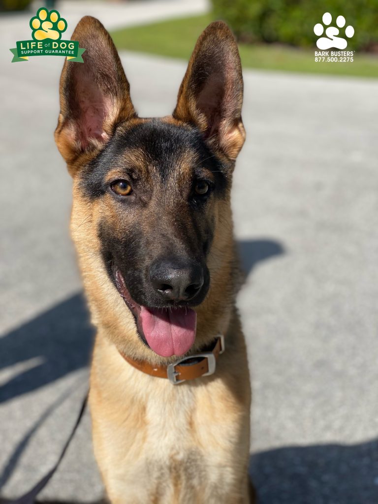 Poseidon #gsd #germanshepherd learned to be calm when visitors come to the door and when walking on a loose leash. #speakdogchangeyourlife #sanibel #sanibelisland #fortmyers #fortmyersk9 @fortmyersk9 fortmyersk9.com