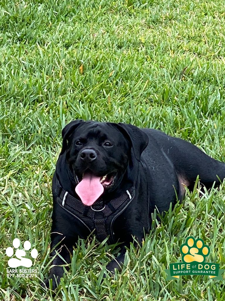 Gio #labradorretriever #labrador had a great lesson and his parents were thrilled with today’s progress. Treating aggression without pain #noprongnoshocknochoke just #speakdogchangeyourlife #fortmyers #fortmyersk9 @fortmyersk9 fortmyersk9.com