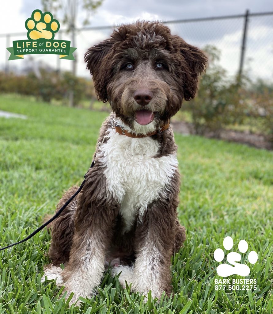 Malakai the #huskydoodle had a great lesson today! Mom is so pleased he no longer jumps up on guests inside or on a leash and walks nice and slow like after "leg day." #speakdogchangeyourlife #fortmyers #fortmyersk9 @fortmyersk9 fortmyersk9.com