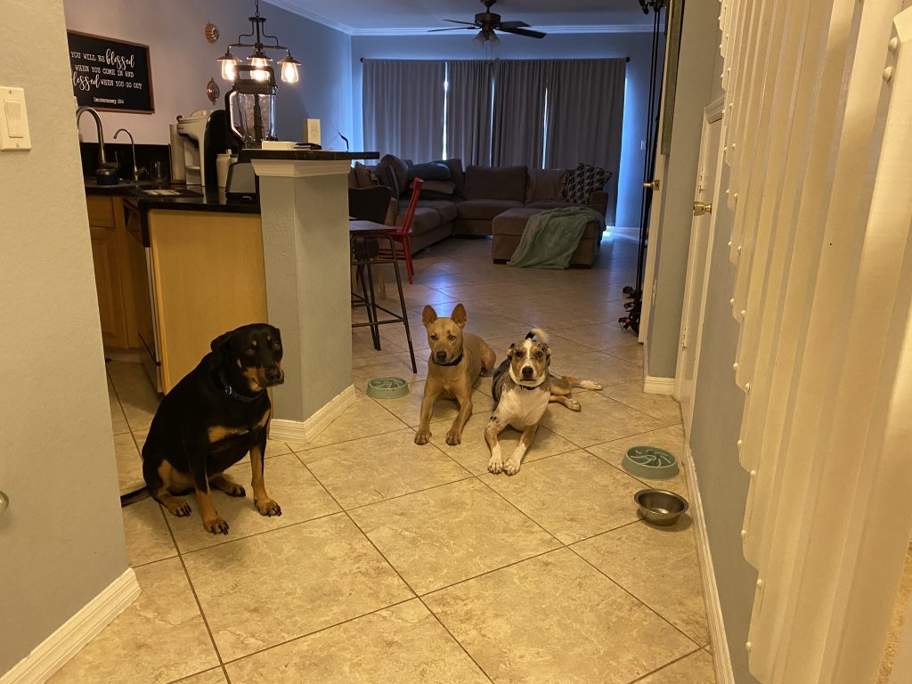 Loki #catahoulamix and Riley #americandingo and Breeze #rottweilermix had a gear lesson today with their dad learning to be calm inside and outside! #speakdogchangeyourlife #olympiapointe #fortmyers #fortmyersk9 @fortmyersk9 fortmyersk9.com