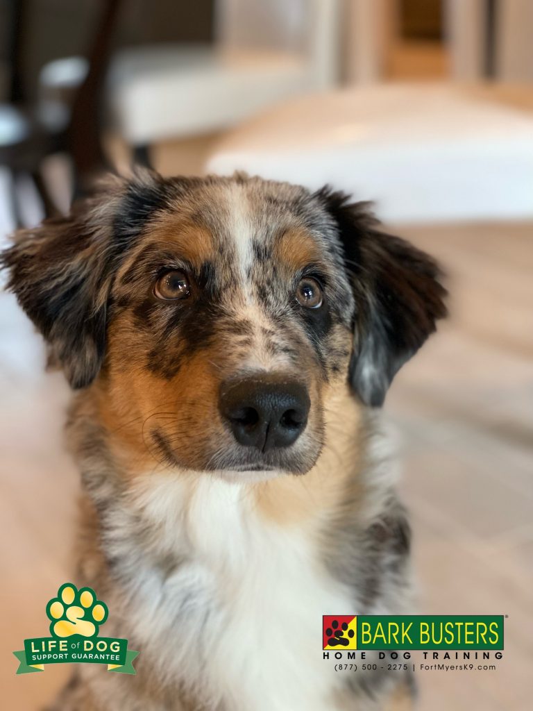Archie #aussie #australianshepherd absolutely crushed it today! We worked on #sepanx #separationanxiety not pulling on the leash, being calm when visitors call and not jumping all over mom. #speakdogchangeyourlife #fortmyers #fortmyersk9 @fortmyersk9 fortmyersk9.com