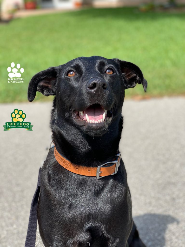 Kira #labmix #puertoricandog has retired from guard duty and pulling on the leash. #speakdogchangeyourlife #capecoral #fortmyers #fortmyers #fortmyersk9 @fortmyersk9 fortmyersk9.com