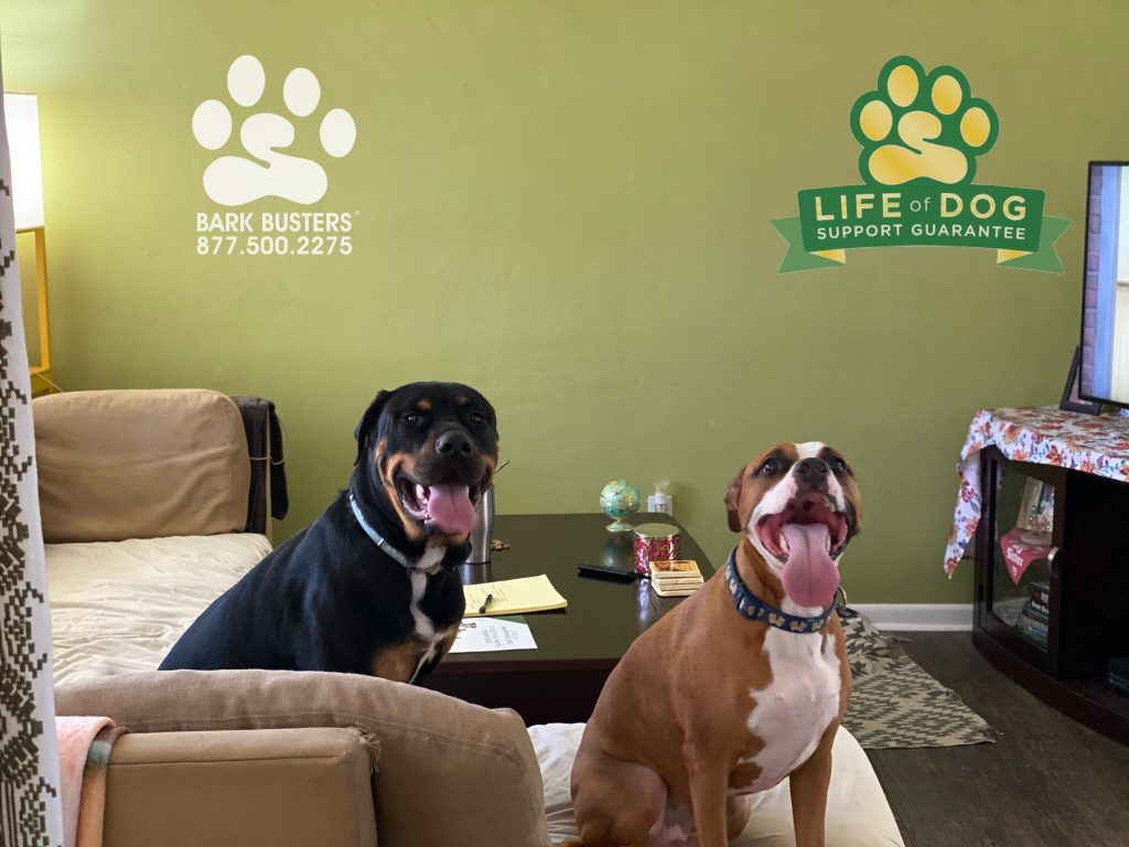 Tuna #rottweilermix and Shitheed #pibblemix #boxermix had a great lesson today! #speakdogchangeyourlife #capecoral #fortmyersk9 @fortmyersk9 fortmyersk9.com