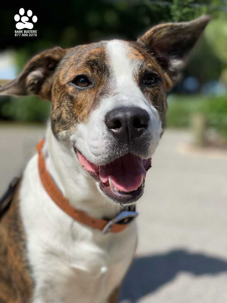 Virgie #pibblemix #australianshepherdmix learned to be calm inside the home and outside on a leash. Great progress made in one,2-hour lesson. #sanibelisland #sanibel #speakdogchangeyourlife #fortmyersk9 @fortmyersk9 fortmyersk9.com