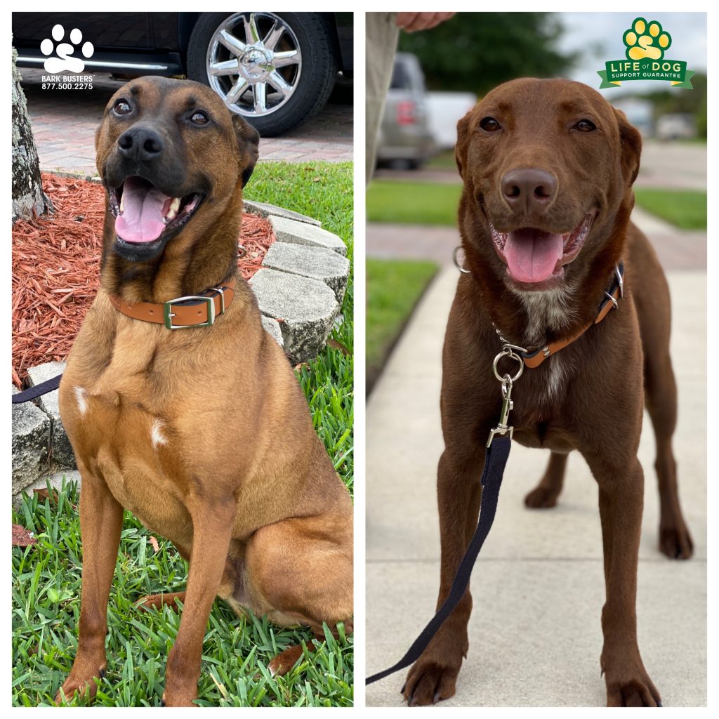 Diesel #boxermix and Chevy #labmix had a great time today! They learned to be calm on leash and inside with visitors. #theforum #speakdogchangeyourlife #fortmyers #fortmyersk9 @fortmyersk9 fortmyersk9.com