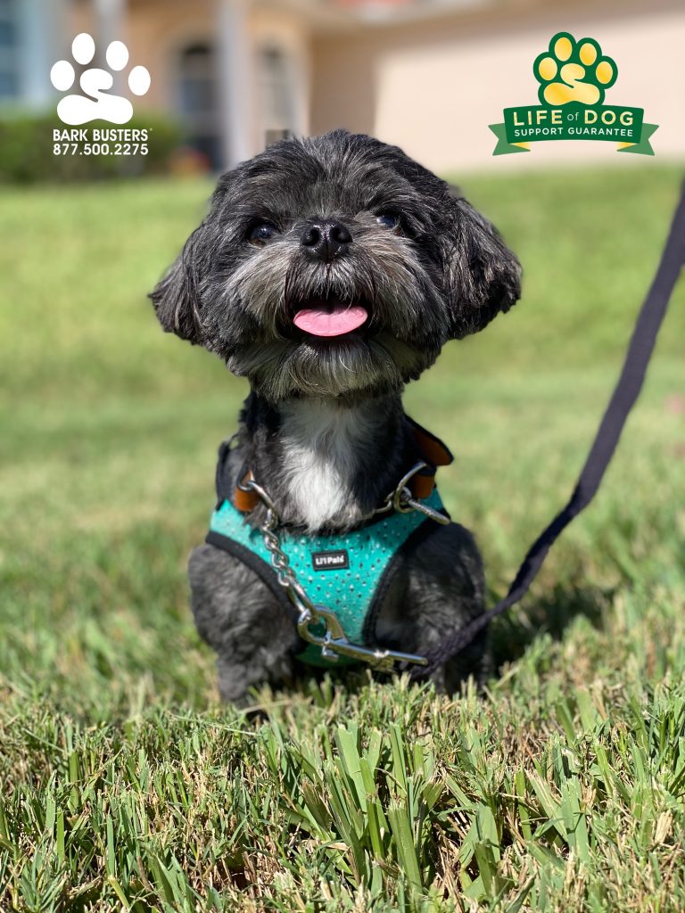 Nina #shihpoo barked for 30 straight minutes when I arrived and once we started to #speakdogchangeyourlife he retired from guard duty. #stjamescity #saintjamescity #fortmyersk9 @fortmyersk9 fortmyersk9.com