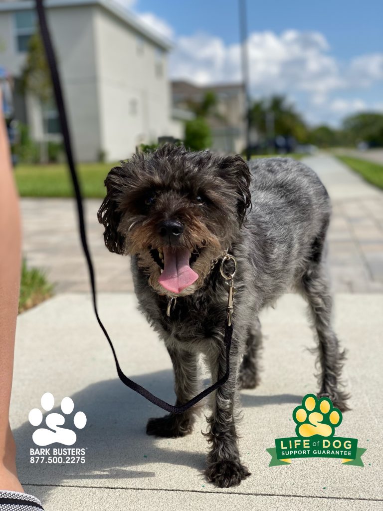 Fritz a 9-year-old #schnoodle retired from amateur and unwanted #schutzhund duty today. Mom and dad are relieved. #fortmyers #fortmyersk9 @fortmyersk9 #speakdogchangeyourlife fortmyersk9.com