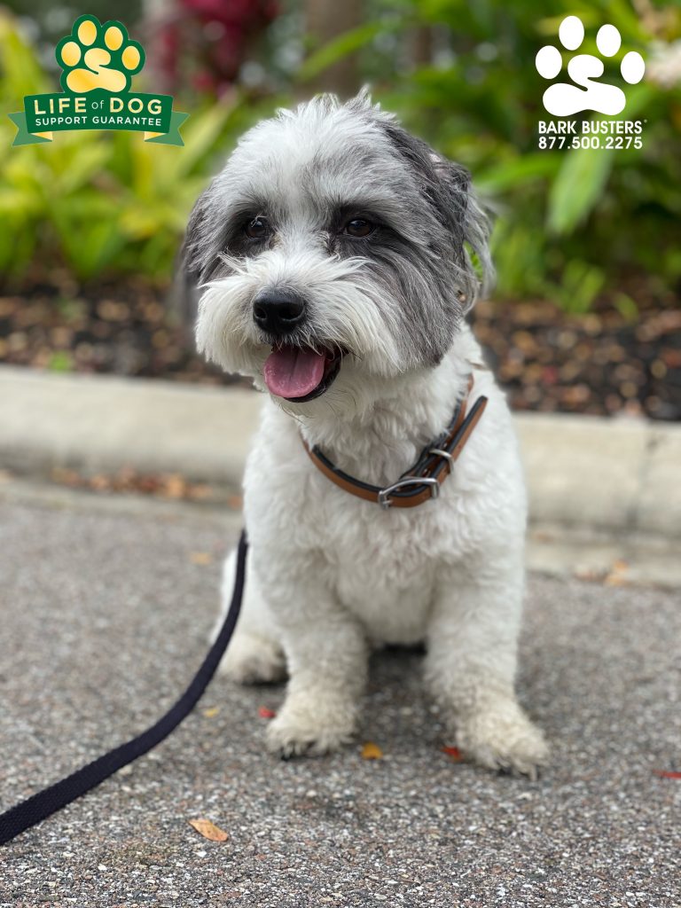 CJ #cotondetulear was encouraged to retire from guard duty today. We wish him well in his retirement if not barking at everything on the planet. #speakdogchangeyourlife #verandah #fortmyers #fortmyersk9 @fortmyersk9 fortmyersk9.com