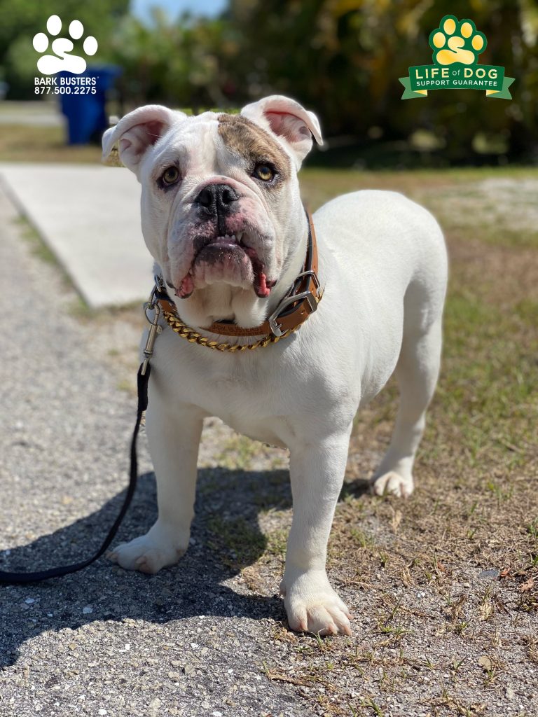 Rambo #englishbulldog had a great time of it today learning to be calm inside the home and outside on leash. #speakdogchangeyourlife #northfortmyers #fortmyers #fortmyersk9 @fortmyersk9 fortmyersk9.com
