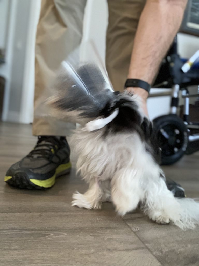 Ozzie #biewer #biewerterrier is a little camera shy but boy did he make up for it being an A+ student! #speakdogchangeyourlife #gateway #gatewayfortmyers #fortmyers #fortmyersk9 @fortmyersk9 fortmyersk9.com